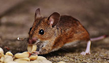 Find Exterminators in Waynesboro City County